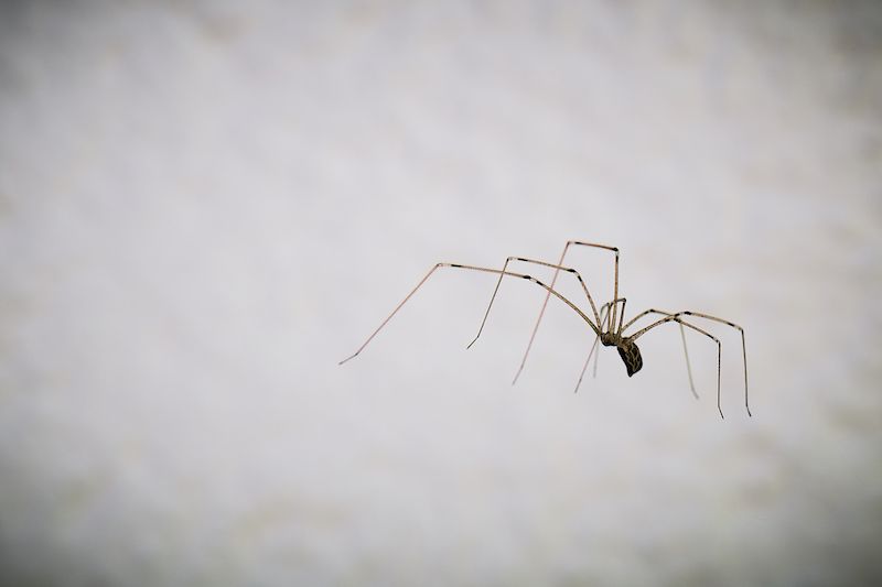 11 Most Common House Spiders Rocket Homes